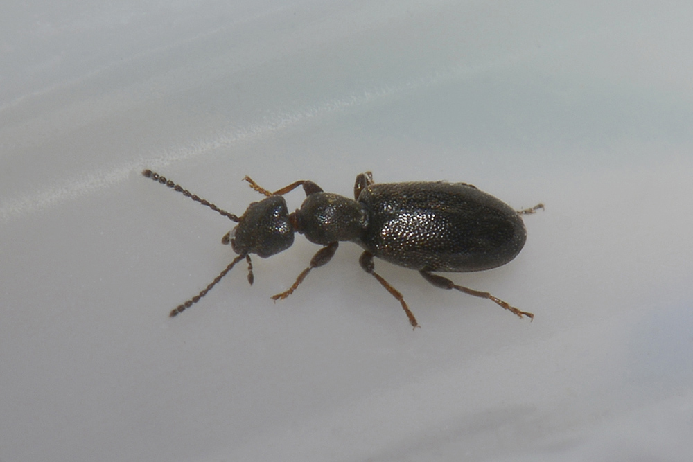 Anthicus niger (Anthicidae)